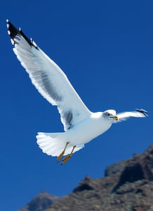 ring-billed gull thumbnail