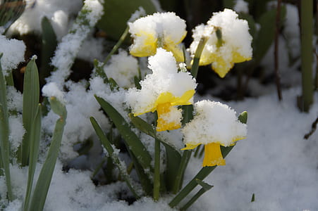snow covered yellow daffodil flowers thumbnail
