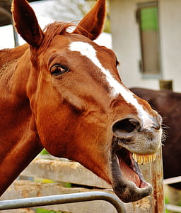 shallow focus photography of brown and white horse thumbnail
