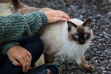 Stroking Cat thumbnail