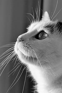 grayscale photo of short-coated cat thumbnail