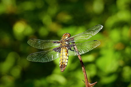 selective focus photography of brown dragonfly perched on twig during daytime thumbnail