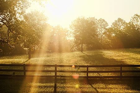green trees with ray of sunlight thumbnail