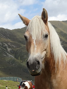 shallow focus photo of horse thumbnail