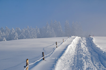 white snow near green trees during daytime thumbnail