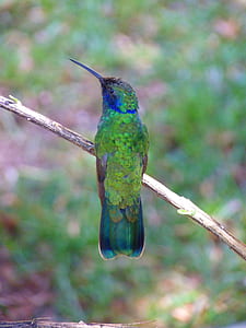 selective focus photo of green and blue hummingbird perching on stem of plant during daytime thumbnail