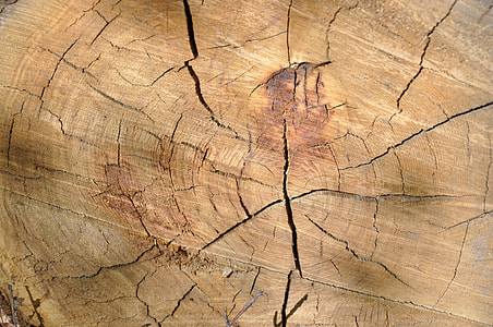 brown wood closeup photo] thumbnail