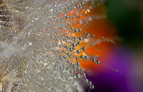 closeup photo of water dew on tree branch thumbnail