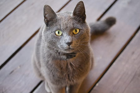 Russian gray cat sitting on plank floor thumbnail