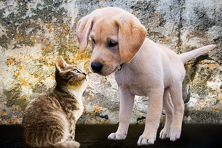 yellow Labrador retriever puppy thumbnail