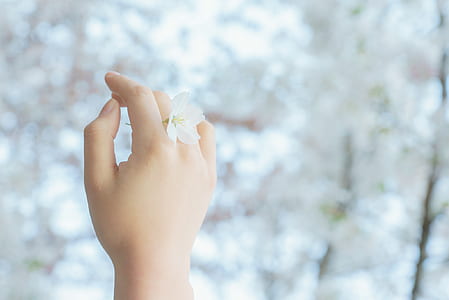 white flower between person's fingers thumbnail