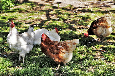 three white and brown chickens on green grass at daytime thumbnail