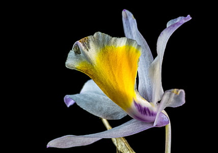 macro photography of yellow, white, and purple flower thumbnail