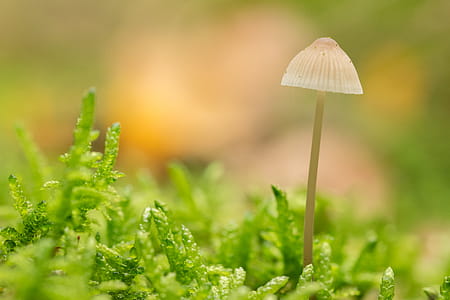 White Mushroom thumbnail