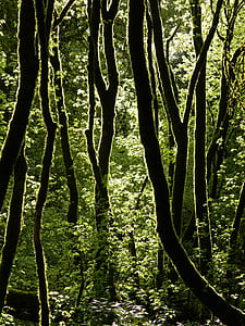 green leafed trees thumbnail
