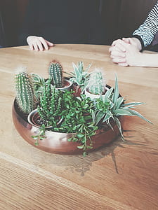 wood, hands, pot, table thumbnail