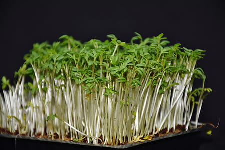 green leafed plants thumbnail