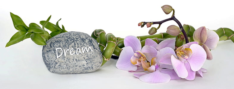 pink moth orchids and grey stone closeup photo thumbnail