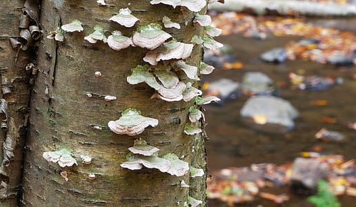 Fungi growing on bark of tree by a stream. thumbnail