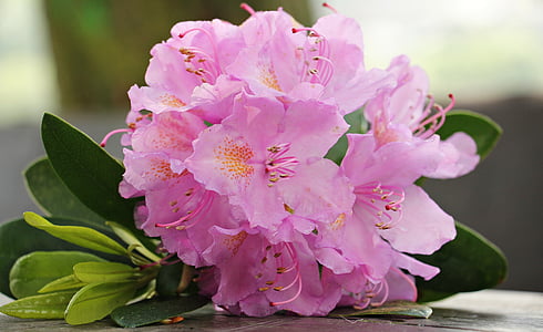 closeup photography of pink cluster flowers on gray surface thumbnail