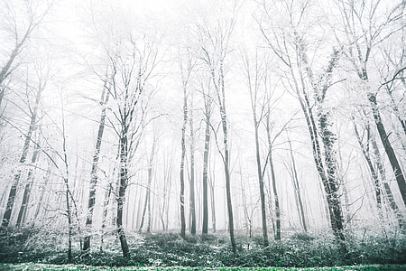 black trees thumbnail