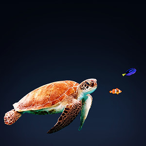 swimming sea turtle thumbnail