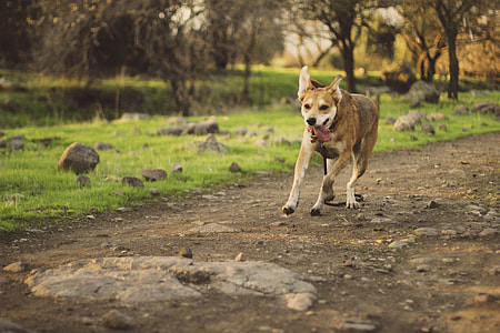 dog running on pathway beside grass field during day thumbnail