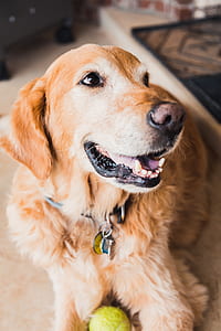 adult golden retriever lying on carpet thumbnail