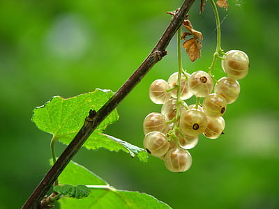 Yellow Round Cluster Fruit Close Up Photography thumbnail