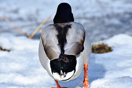 gray and black bird walking on snow thumbnail