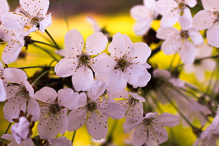 closeup photo of white petaled flowers thumbnail