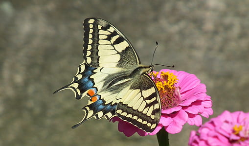 Eastern tiger swallowtail butterfly thumbnail