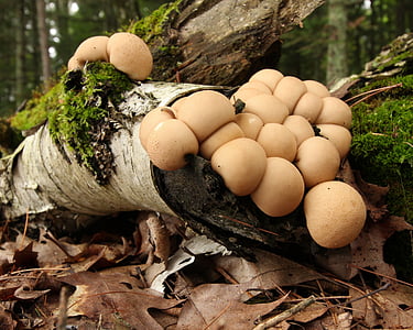 brown mushroom on gray tree branch thumbnail