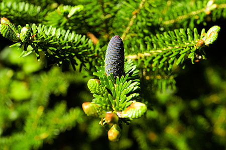green leaf plant thumbnail