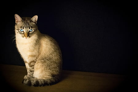 silver Tabby cat thumbnail