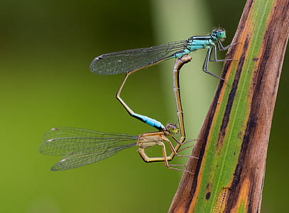 shallow focus photography of blue and brown dragonflies thumbnail
