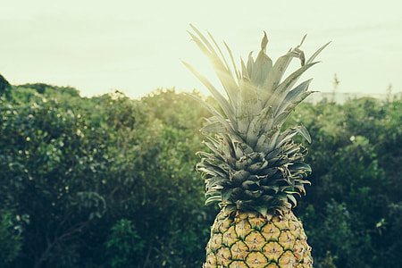 shallow focus photography of pineapple thumbnail
