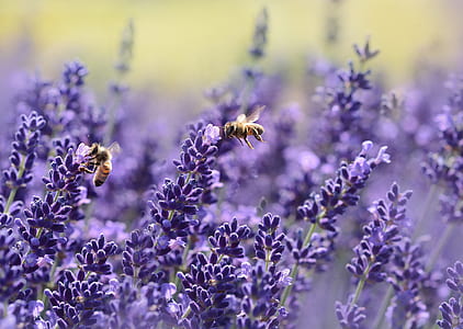 Bees on Purple Flower thumbnail