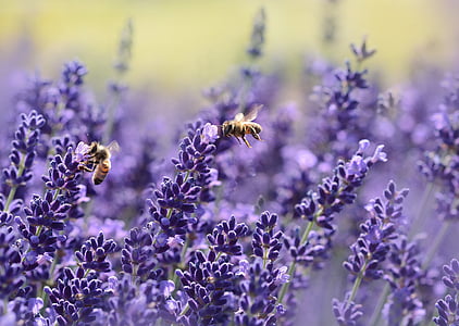 photography of purple flowers thumbnail