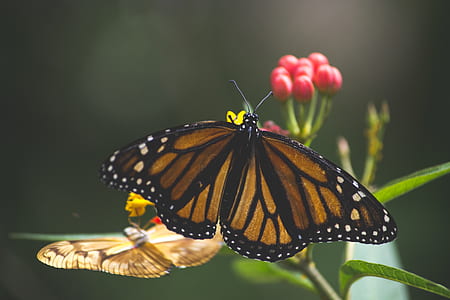 monarch butterfly perched on flower in closeup photography thumbnail