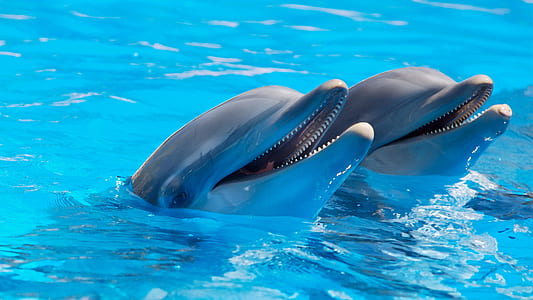 2 Dolphin during Daytime thumbnail
