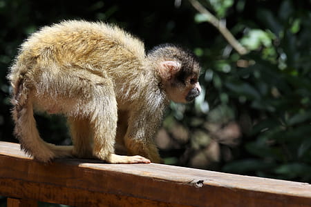 Brown Monkey on Fence thumbnail