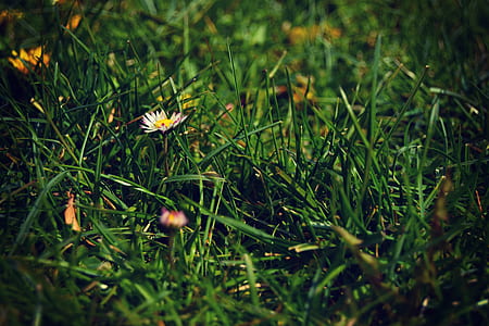 light, nature, field, flowers thumbnail