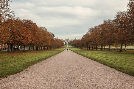 landscape photography of man standing between row of trees thumbnail