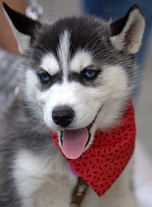 close-up photography of white and gray Siberian husky puppy thumbnail