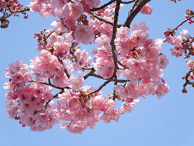 closeup photo of pink cherry blossoms thumbnail
