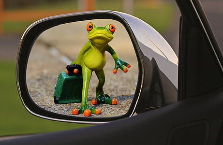 red eyed green frog thumbnail