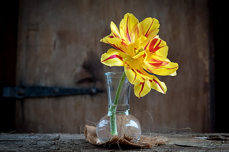 yellow and red petaled flower in vase on top of table thumbnail