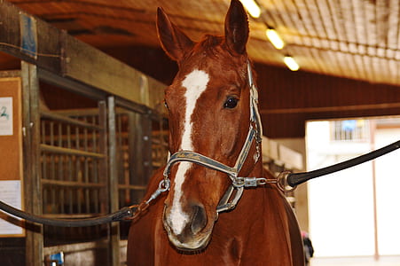 brown and white horse thumbnail