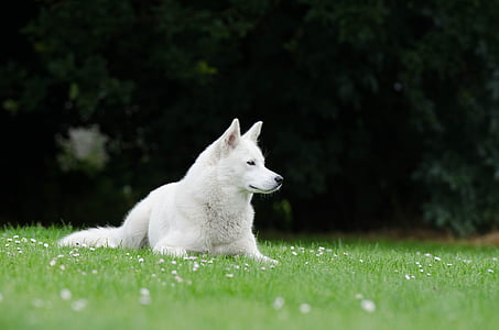 adult white Siberian husky thumbnail